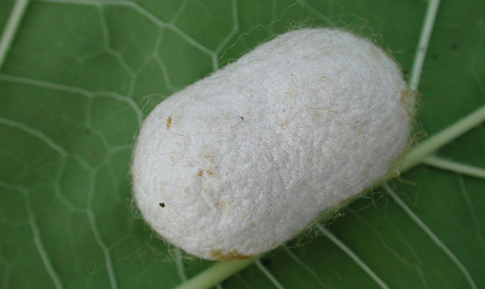 silkworm cocoon